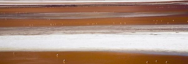 Bolivia, Southern Altiplano, Laguna Colorada. Flamingoes flock on the Laguna Coloroda otherwise know as the
