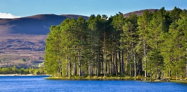 Scotland, Scottish Highlands, Cairngorms National Park. Loch Garten fringed by the Abernethy Forest