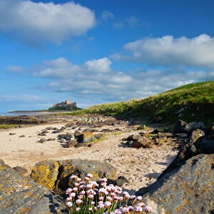England, Northumberland, Bamburgh. Sea Thrift growing along a rocky outcrop north of Bamburgh Castle