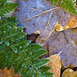 England, Northumberland, Plessey Woods Country Park. Detail of frost coated leaves on the forest floor of the Plessey Woods