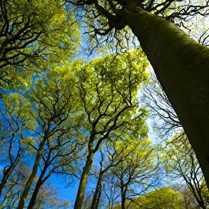 ENGLAND, Tyne & Wear, Holywell Dene. Woodland canopy in Holywell Dene, a popular pocket of forest near the Northumberland /
