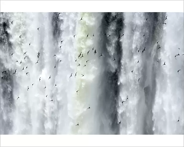 Argentina, Misiones, Iguazu National Park. Birds fly in flocks in front of the impressive Iguazu waterfalls - A world