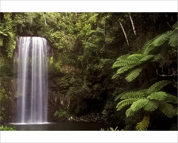 AUSTRALIA, Queensland, Millaa Millaa Falls