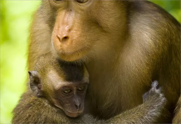 Sabah Malaysia, Borneo, Pig Tailed Macaque