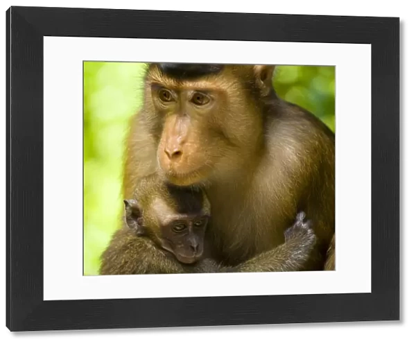 Sabah Malaysia, Borneo, Pig Tailed Macaque