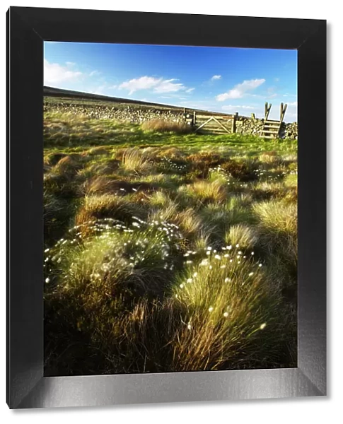 Scotland Scottish Borders The Pennine Way Cotton grass on moorland near the England Scotland border close to