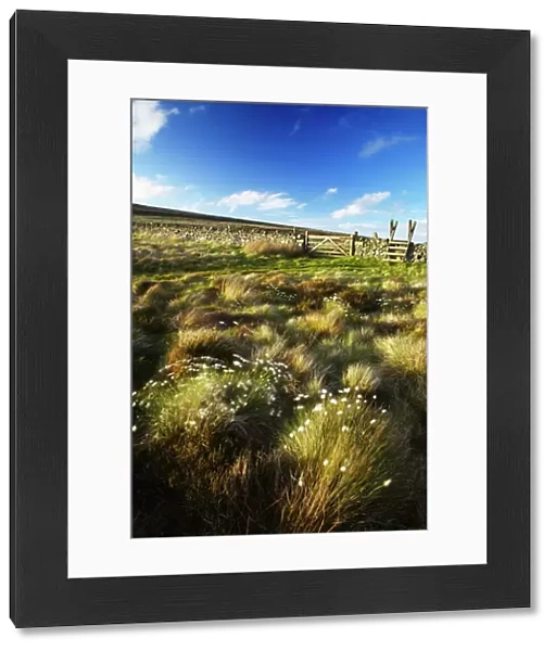 Scotland Scottish Borders The Pennine Way Cotton grass on moorland near the England Scotland border close to
