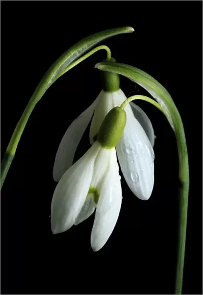England, Northumberland, Snowdrop Flower
