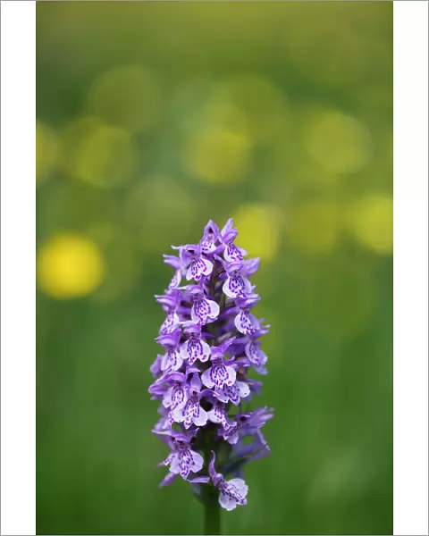 England, Northumberland, Common Spotted Orchid