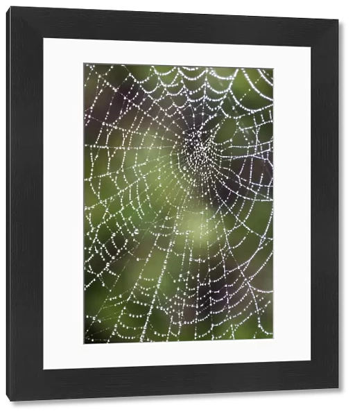 England, Northumberland, Spiders Web