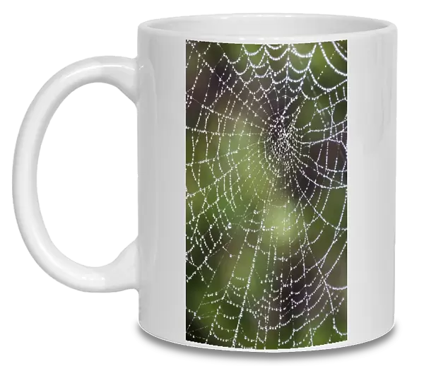 England, Northumberland, Spiders Web
