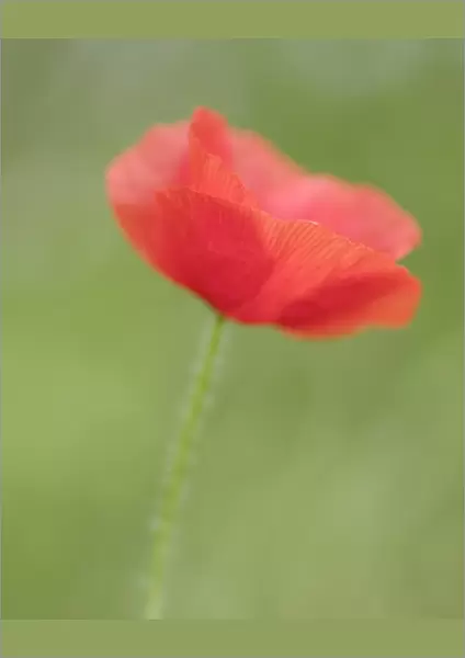 England, Northumberland, Red Field Poppy