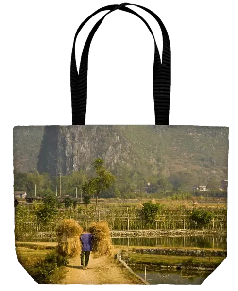 China, Guangxi Zhuang Autonomous Region, Yangshuo County. Farm worker carries two stacks of hay on a stick across his shoulders, along a path through farmland dominated by