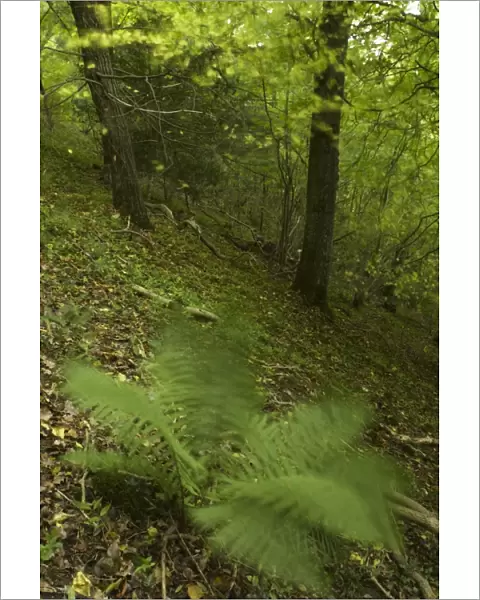 England, Shropshire, Wenlock Edge. A native fern growing in woodland in this National Trust area near Much Wenlock and the