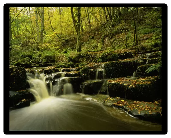 ENGLAND northumberland Briarwood banks A stream flowing through the woodland of this northumberland wildlife
