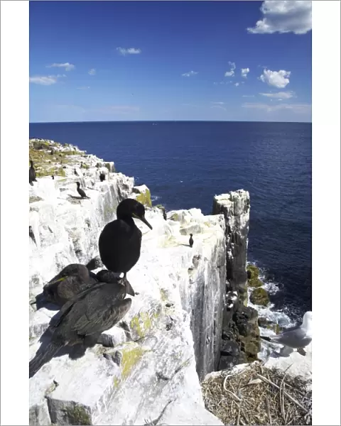 England Northumberland Farne Islands A nesting Shag and chicks photographed on the Farne islands
