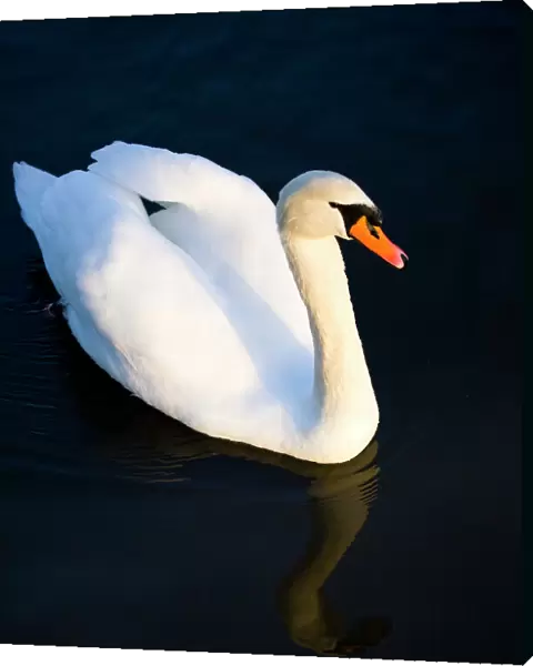 England, Tyne & Wear, Watergate Forest Park. A royal protected Swan reflected on a small lake in the Watergate