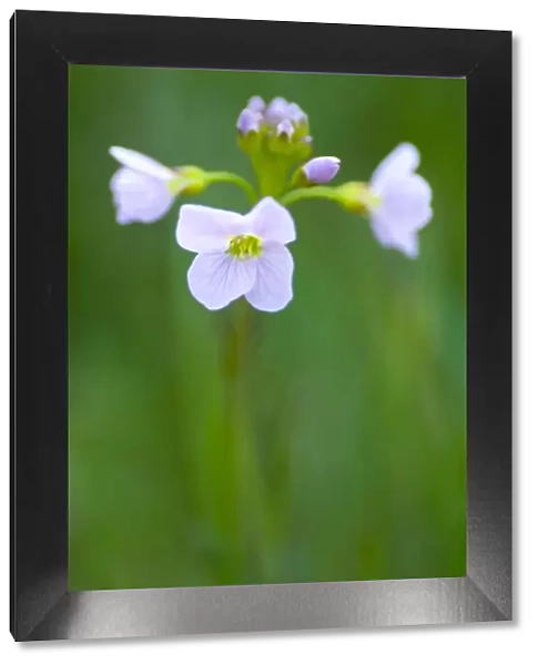 England, Northumberland, Slaley. Cuckoo Flower Growing in a Northumberland Wildlife Trust Reserve known as