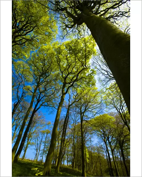 ENGLAND, Tyne & Wear, Holywell Dene. Woodland canopy in Holywell Dene, a popular pocket of forest near the Northumberland  / 