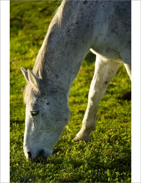 England, Tyne & Wear, Boldon. Horse grazing in a field located near the former Boldon Colliery in South