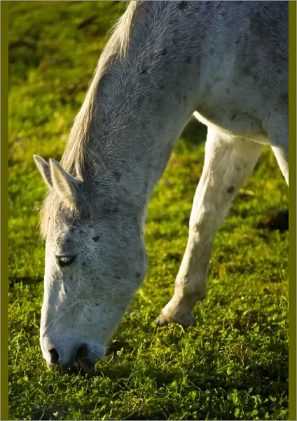England, Tyne & Wear, Boldon. Horse grazing in a field located near the former Boldon Colliery in South