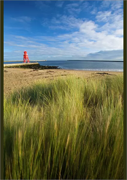 England, Tyne & Wear, South Shields. Grass on Little Haven Beach sand dunes