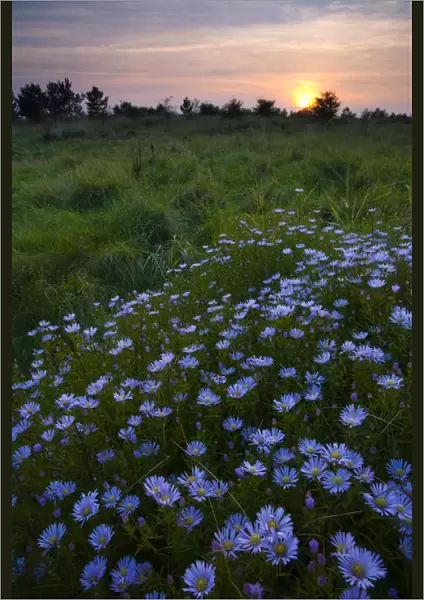 Flowering Michaelmas Daisies photographed at sunset in the Rising Sun Country Park