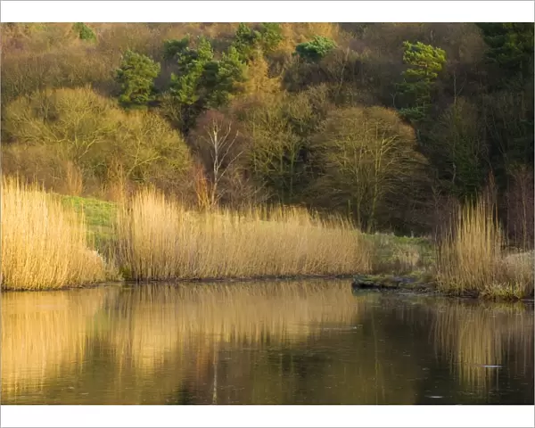 England, Tyne & Wear, Derwenthaugh Park. Lakeside reflections in the frozen water of Clockburn Lake in the