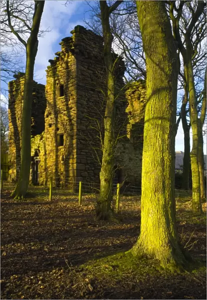 England, Tyne & Wear, Burradon Tower. Sycamore Trees and the ruins of the Burradon Tower