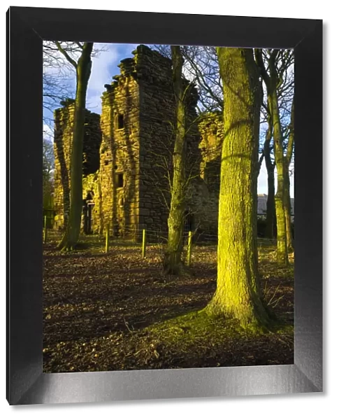 England, Tyne & Wear, Burradon Tower. Sycamore Trees and the ruins of the Burradon Tower