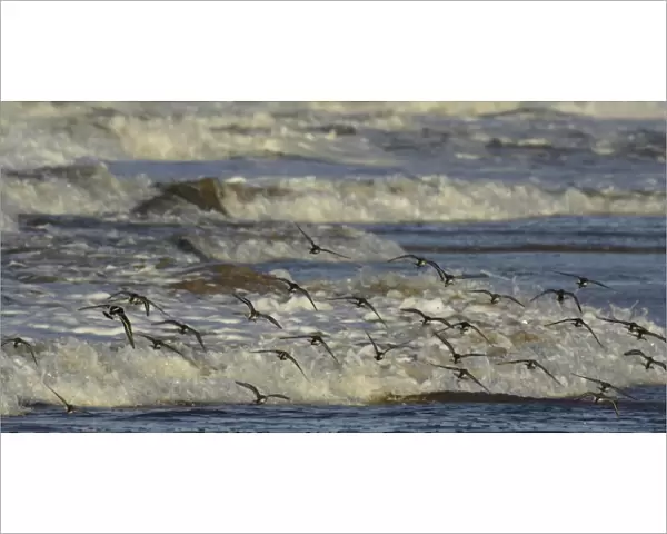 Arctic Terns hunting for food on the Whitley Bay beach