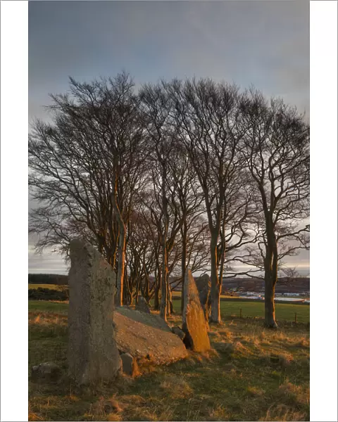 Scotland, Aberdeenshire, Tyrebagger Stone Circle