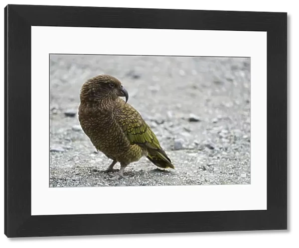 New Zealand, Southland, Kea Mountain Parrot