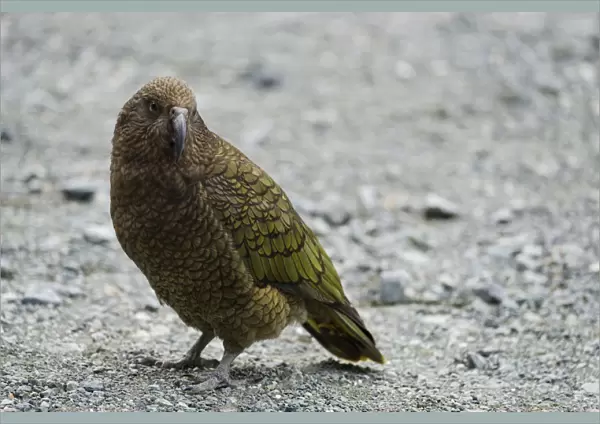 New Zealand, Southland, Kea Mountain Parrot