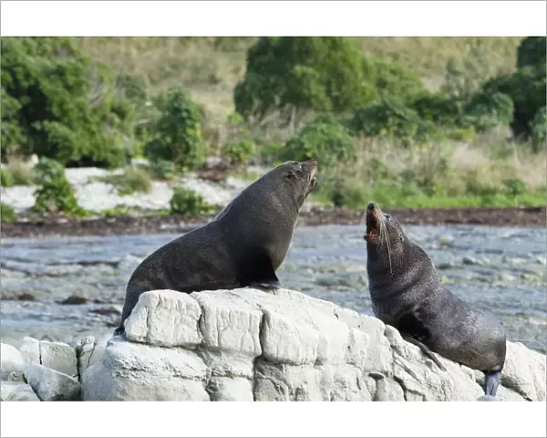 New Zealand, Kaikoura, New Zealand fur seal