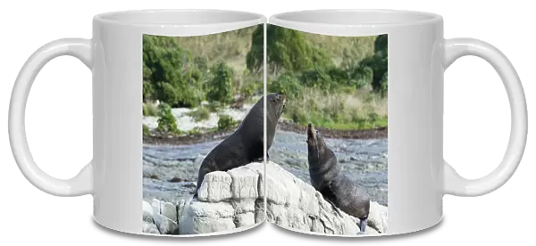 New Zealand, Kaikoura, New Zealand fur seal