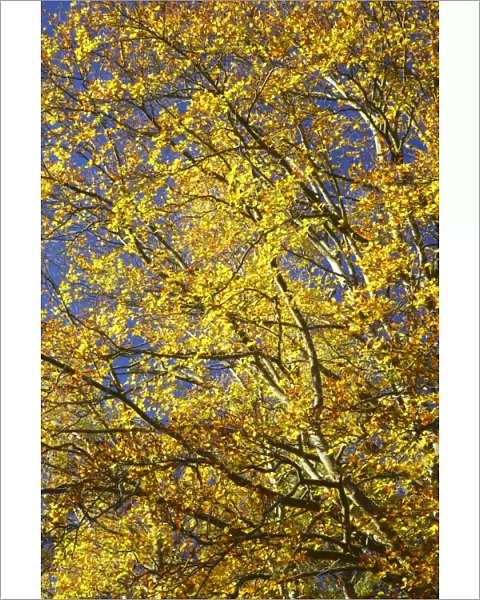 England, North umberland, Cragside Gardens & Estate. The autumn colours of woodland within the Cragside estate (National Trust)