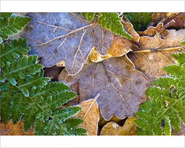 England, Northumberland, Plessey Woods Country Park. Detail of frost coated leaves on the forest floor of the Plessey Woods
