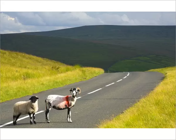 England, Northumberland, North Pennines. Sheep crossing a country road running through dramatic Pennine scenery, in the North Pennines Area of