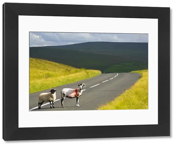England, Northumberland, North Pennines. Sheep crossing a country road running through dramatic Pennine scenery, in the North Pennines Area of