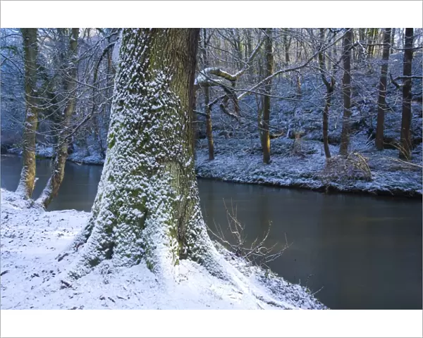 England, Northumberland, Plessey Woods Country Park. A recent snowfall transforms the woodland of the Plessey Woods