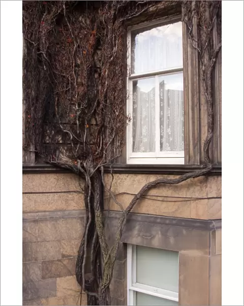 Scotland, Edinburgh, New Town. Creeping tree clinging to a wall of a residential house in the New Town