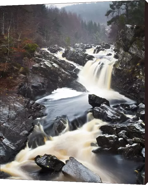 Scotland, Scottish Highlands, Rogie Waterfalls. A cascade of Peat coloured water at Rogie Falls