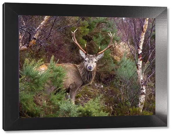 Scotland, Scottish Highlands, Assynt. Red Deer stag (cervus elaphus) in a small patch of Highland woodland