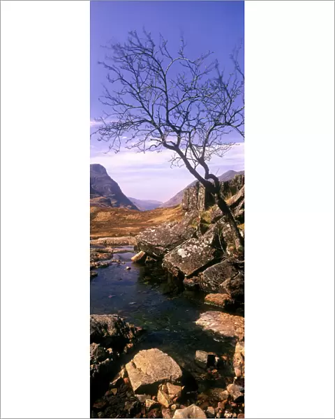SCOTLAND, Scottish highlands, Glen Coe. A lonely tree on the barren landscape of the valley