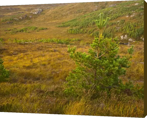 Scotland, Scottish Highlands, Bad na Sgalag Pinewood. Young trees planted as part of the Scotland