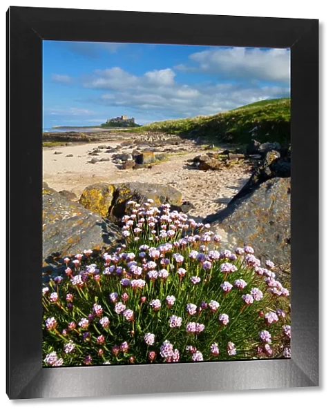 England, Northumberland, Bamburgh. Sea Thrift growing along a rocky outcrop north of Bamburgh Castle