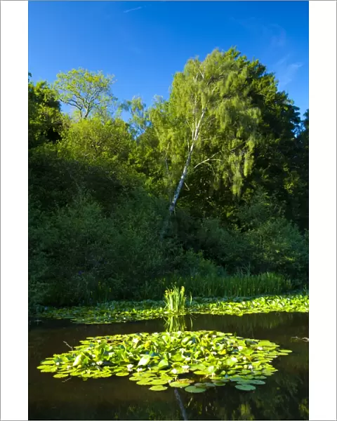England, Northumberland, Bolam Lake Country Park. Flowering water lilies at the Bolam Lake Country Park