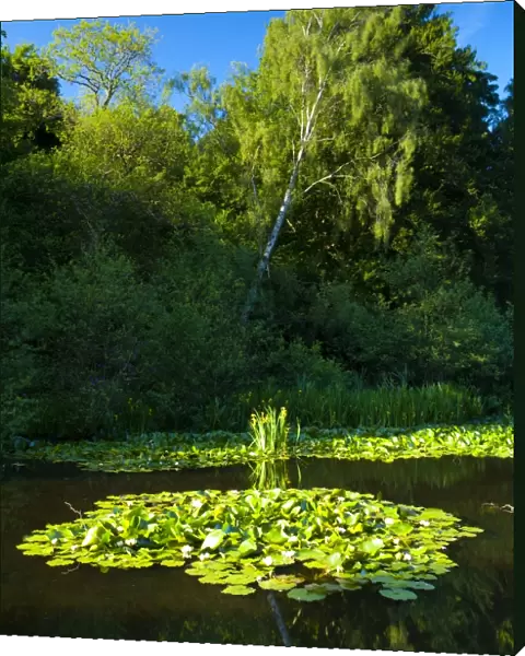 England, Northumberland, Bolam Lake Country Park. Flowering water lilies at the Bolam Lake Country Park
