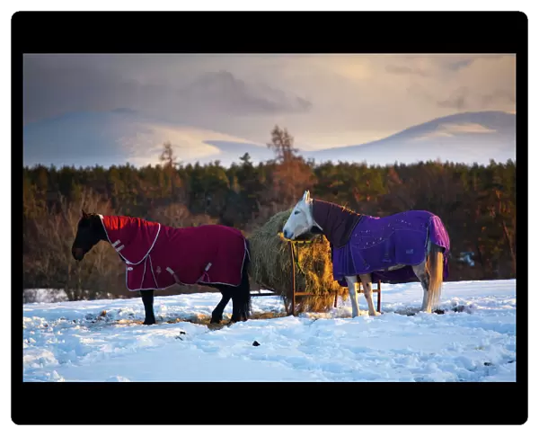 Scotland, Scottish Highlands, Cairngorms National Park. Horses grazing in a winter landscape of snow covered fields, hills and mountains near